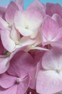 Beautiful pink hydrangea close-up. Full frame. Blur and selective focus. Extreme flowers closeup.
