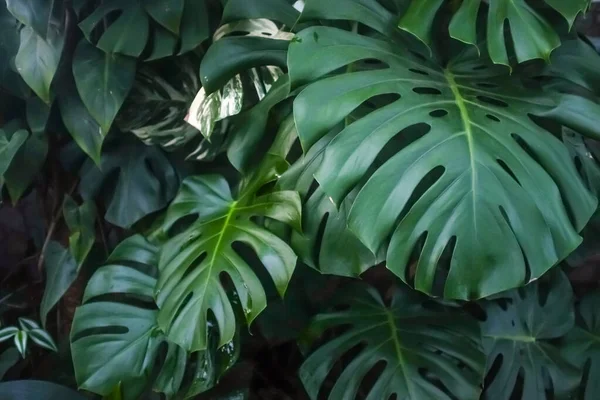 Green leaves of Swiss Cheese plant closeup. Houseplants in a modern interior. Blur and selective focus. Full frame.