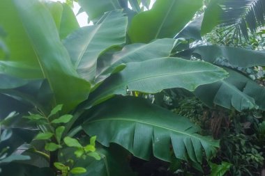 Close-up of large leaves of a banana tree in a greenhouse winter garden. blur and selective focus.