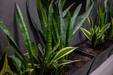 Modern bir iç mekanda ev bitkileri. Koyu gri arka planda sulu bitki Sansevieria Laurentii.
