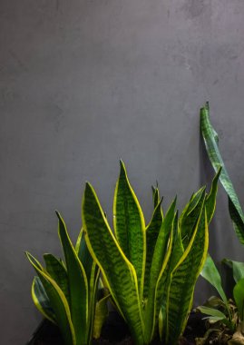 Koyu gri arka planda sulu bir bitki olan Sansevieria Laurentii. Modern bir iç mekanda ev bitkileri. Dikey ve kopyalama alanı