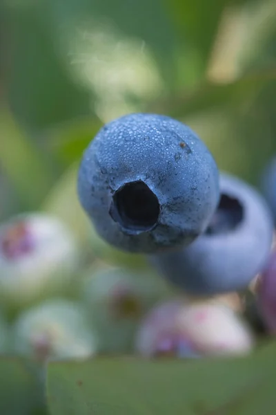 Cercanía arándanos madurando. El concepto de cultivar bayas. Vaccinium corymbosum plant. Desenfoque y enfoque selectivo — Foto de Stock