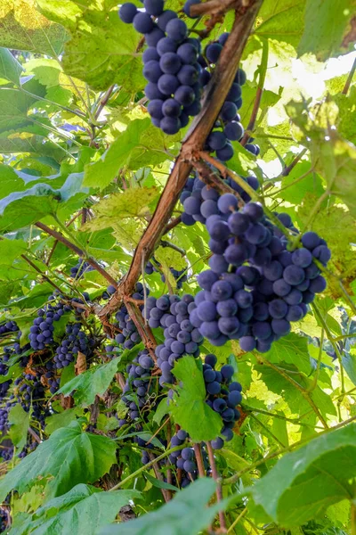 Modré hrozny vyrůstající na vinné révě mezi zelenými listy. Sklizeň je zralá. Rozmazané a selektivní zaměření. Rozmazané popředí. — Stock fotografie