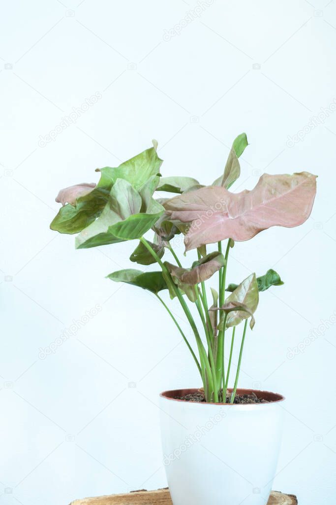 indoor plant in a white pot . Pink syngonium plant on a white background. Isolated and copy space