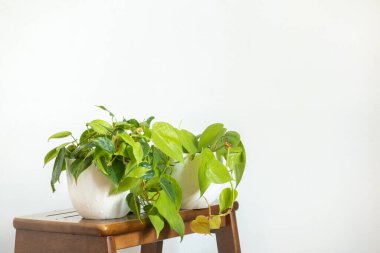 Ev bitkisi Philodendron Sarmaşığı ve Philodendron Brasil beyaz bir duvara karşı ayakta duruyor. Boşluğu kopyala