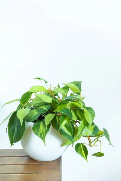 Philodendron Brasil adalah sebuah pabrik rumah tangga di bagian dalam dengan latar belakang putih di atas meja kayu. Salin ruang — Stok Foto