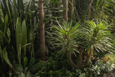 Kış Bahçesi 'nin serasında çeşitli sulu meyveler - Sansevieria ve Euphorbia üçgen dikenli. Bulanık ve seçici odaklanma. Tam çerçeve. 