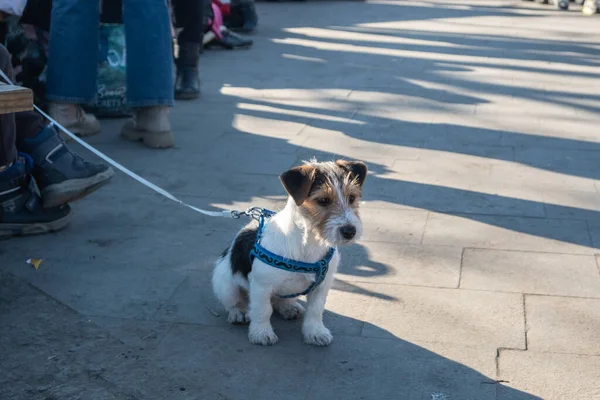 Triste cane Jack Russell al guinzaglio siede per strada. Ombre, giornata di sole. — Foto Stock
