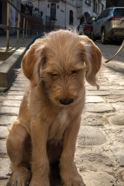 Chiudere piccolo cane triste al guinzaglio si trova sulle pietre della pavimentazione — Foto Stock