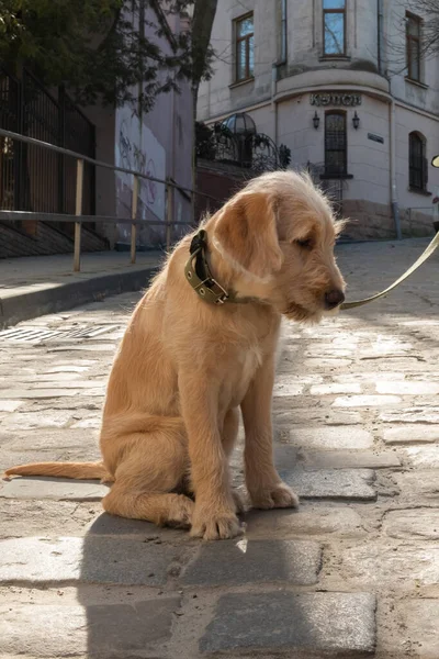 Un piccolo cane triste al guinzaglio giace sulle pietre della pavimentazione — Foto Stock