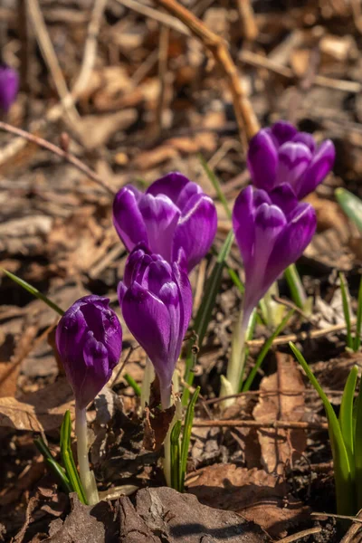 Saffron flowers in a field among dried leaves. Blur and selective focus. — Stock Photo, Image