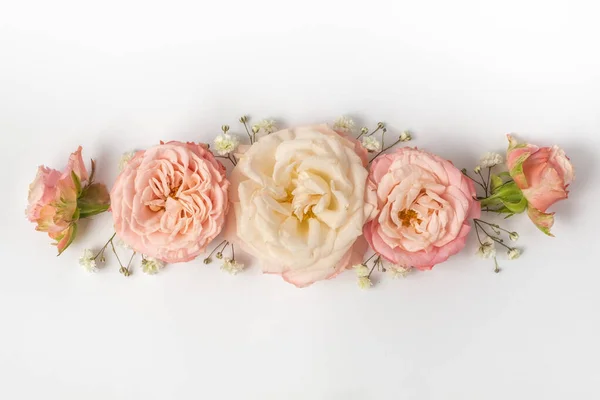 floral border of pink roses on a white background. Top view, flat lay.
