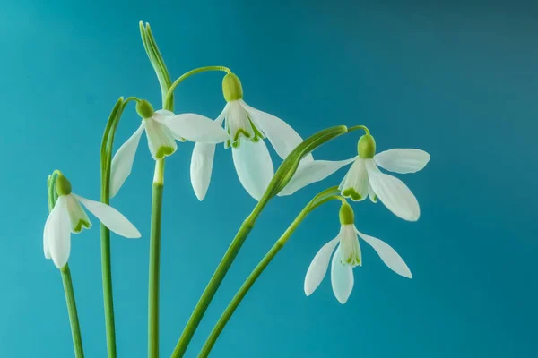 Bouquet White Snowdrops Spring Blue Background Spring Concept Blur Selective — Stock Photo, Image