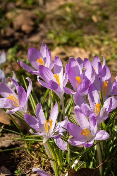 Saffron Flowers Field Dried Leaves Blur Selective Focus — Stock Photo, Image