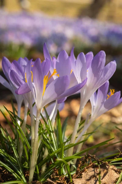 Saffron Flowers Field Dried Leaves Blur Selective Focus — Stock Photo, Image