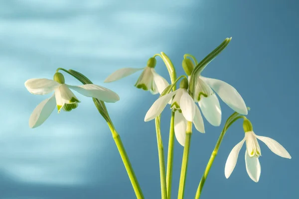 White Snowdrops Spring Blue Background Spring Concept Beautiful Shadows Sunny — Stock Photo, Image