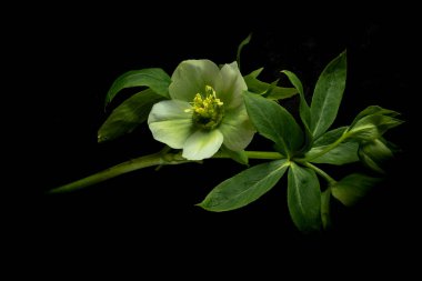 Huysuz çiçekler. Siyah arka planda karadelik çiçekleri. Bulanık ve seçici odaklanma. Gösterişsiz fotoğraf. Ekstrem Çiçek Yakın plan