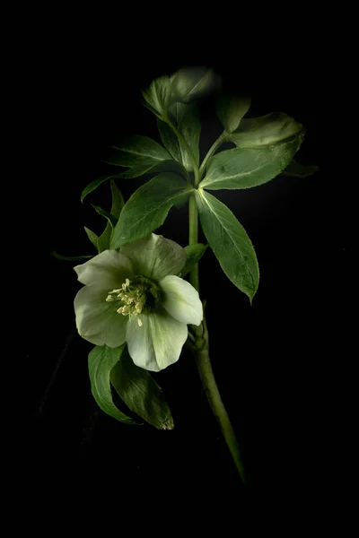 Moody flowers. hellebore flowers on a black background. Low key photo. Extreme Flower Close-up. Vertical