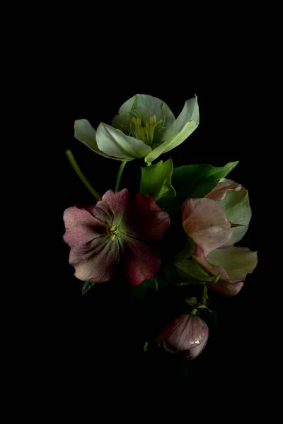 Moody flowers. hellebore flowers on a black background. Blur and selective focus. Extreme Flower Close-up