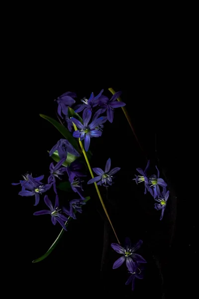 Gulliga blommor. Blå små blommor på en svart bakgrund. Oskärpa och selektivt fokus. Extrem Blomma närbild — Stockfoto
