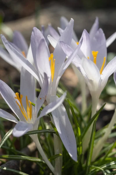 White saffron flowers in a field among dried leaves. Blur and selective focus. — Stock Photo, Image