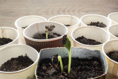 Pencere kenarındaki farklı kaplarda tohumlar. Sıfır atık ve ev atıklarının geri dönüşümü.