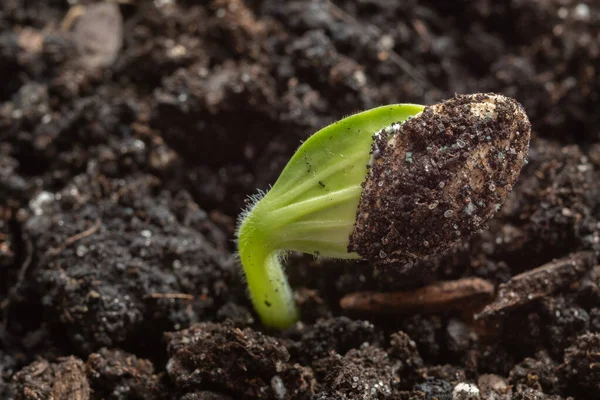 Kara toprakta filizlenen kabak tohumunun yakın çekimi. Bulanık ve seçici odaklanma. Tarım kavramı