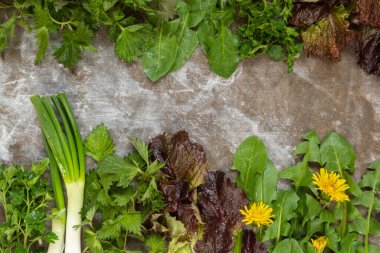 Gri beton arka planda yeşil taze bitkiler var. Isırgan, karahindiba, marul, yeşil soğan. Temiz yemek pişirmek. Yukarıdan görüntüle ve boşluğu kopyala