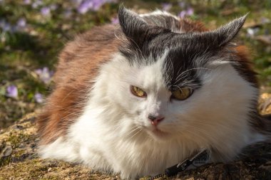 Güzel pofuduk siyah beyaz kedi baharda parkta yatıyor.