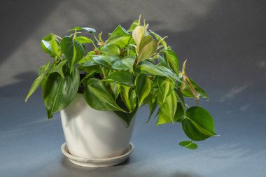 Beautiful houseplant with variegated leaves. philodendron plant in a white pot on a gray background. Beautiful shadows and sunny day 