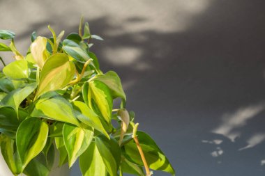 Değişik yaprakları olan güzel bir bitki. Filodendron bitkisini gri arka planda beyaz bir tencerede kapatın. Güzel gölgeler ve güneşli bir gün 