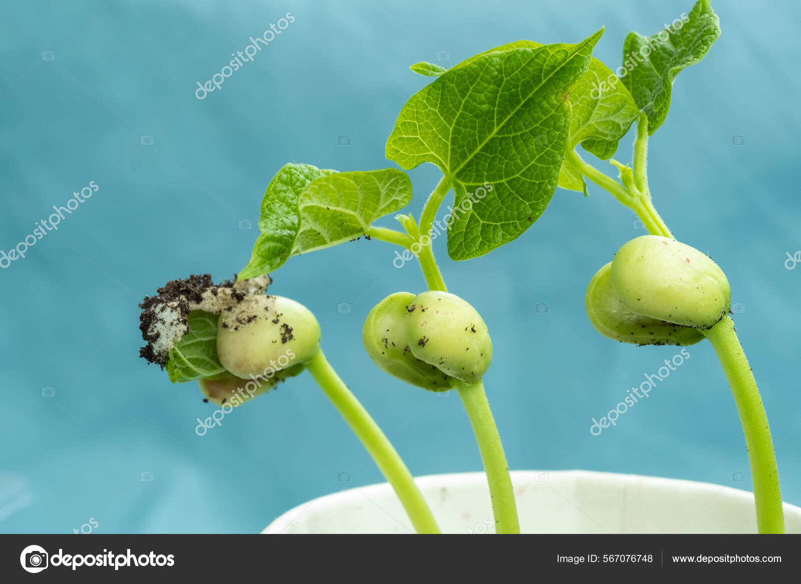 Three Green Bean Sprouts Paper Cup Blue Background Concept Vegetable ...