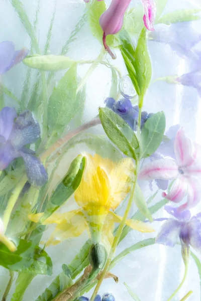 Spring flowers in ice. Frozen fresh narcissus, muscari and hyacinth in an ice cube. floral pattern. Texture of cold water. flower close-up, full frame.