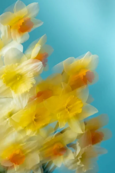 Bouquet Daffodils Blue Background Blurry Motion Abstract Composition Copy Space — Zdjęcie stockowe