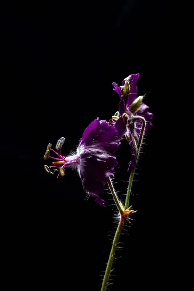 매크로 꽃들은 검은 배경에 게라 늄검은 붉은 색으로 덮여 있다. 낮은 키의 사진. 만발 한 꽃. — 스톡 사진