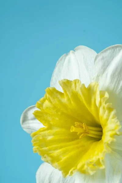 Yellow and white daffodil close-up on a blue background. Floral background and full frame. Copy space — Zdjęcie stockowe