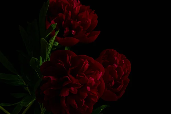 Dark red peonies on a black background. Moody flora
