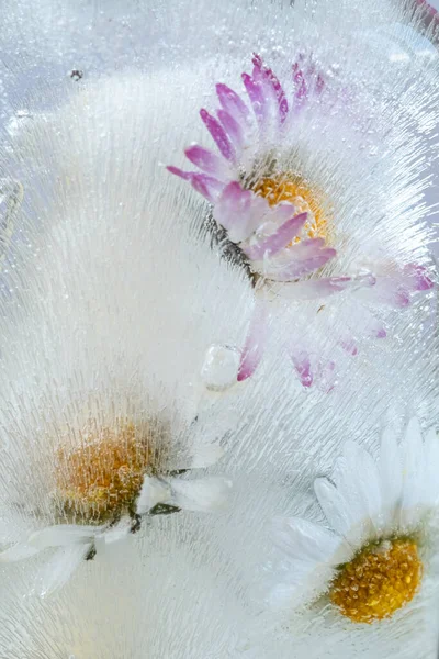 Voorjaarsbloemen in ijs. Bevroren verse madeliefjes in een ijsblokje. bloemmotief en volledig frame — Stockfoto