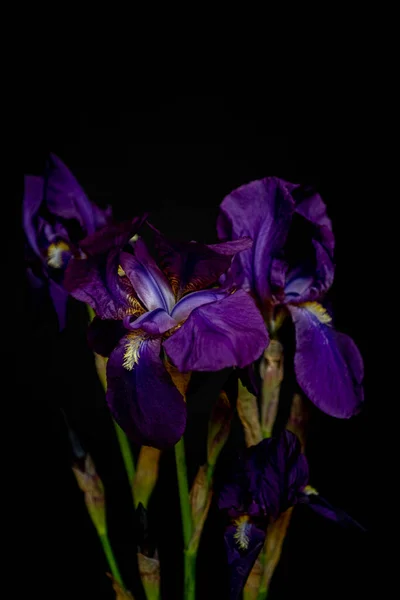 Аромат фиолетовых ирисов на черном фоне. — стоковое фото