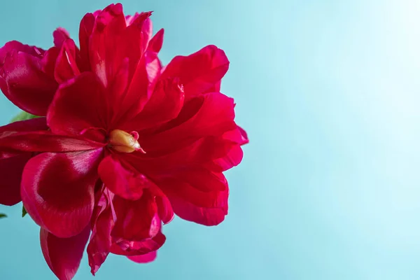 Red peony close-up on a blue background. — Stock Photo, Image