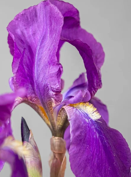 Macro Foto Íris Lilás Fundo Cinza Flora Temperamental Borrão Foco — Fotografia de Stock