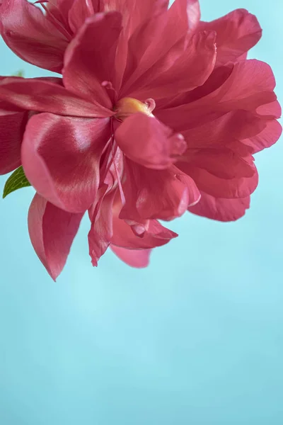 Juicy Red Peony Close Blue Background Blur Selective Focus Copy — Stock Photo, Image