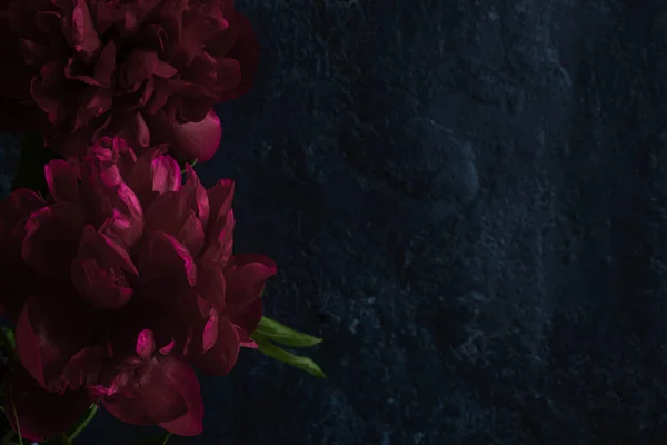 Two luxury dark red peonies on a black textured background. Moody flowers. Copy space and color bloom