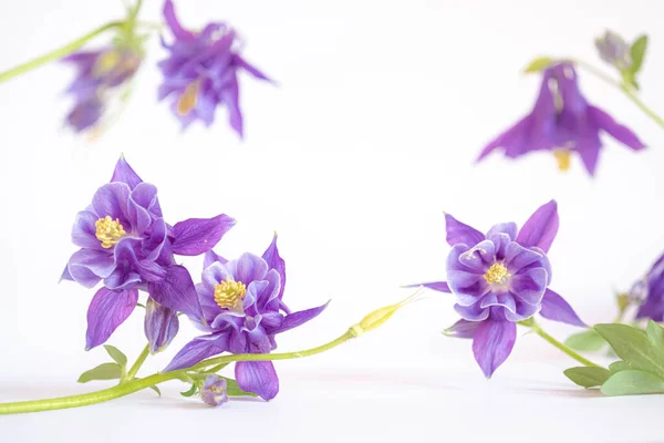 Spring Composition Fresh Purple Aquilegia White Background Festive Floral Card — Stock Photo, Image