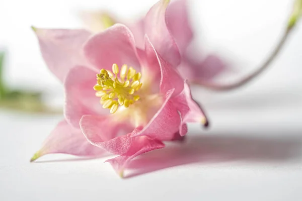 Macro Photo Pink Aquilegia Flower White Background Festive Floral Background — Stock Photo, Image