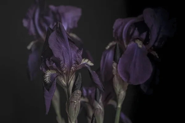 Λουλουδάκια Μπουκέτο Violet Ίριδες Μαύρο Φόντο Μούντι Φλόρα Θολή Και — Φωτογραφία Αρχείου