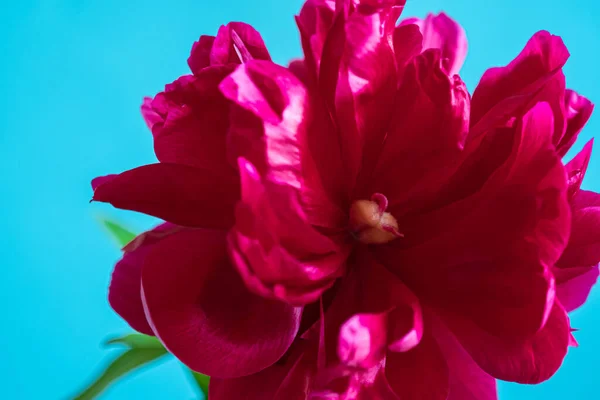 Macro Red Peony Blue Background Blur Selective Focus Extreme Flower — Stock Photo, Image