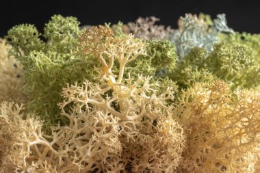 Yeşil kararlı ren geyiği yosunlarının beyaz ucunu kapat. Doku ve bulanık önplan. 