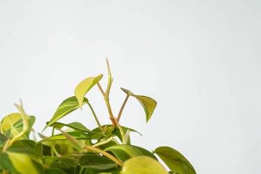Philodendron Brasil, Afrika kıtasında bulunan bir bitki örtüsüdür. Beyaz bir tencerede kapalı bir bitki. Boşluğu kopyala