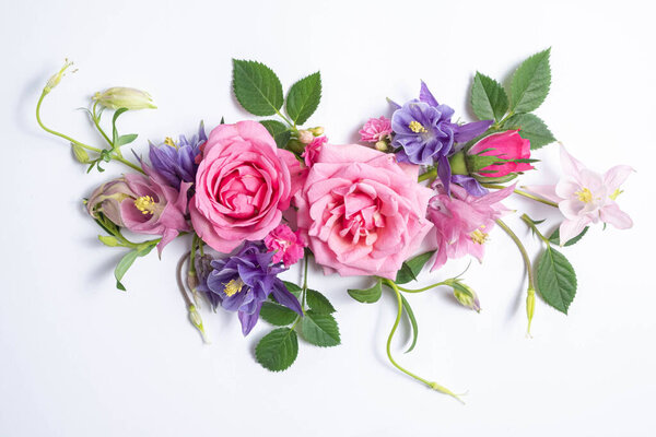  floral layout of pink roses and violet aquilegia on a white background. Top view, flat lay. 